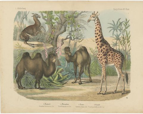 Antique Giraffe and Camel Print with Dromedary and Llama, Kolb, circa 1890