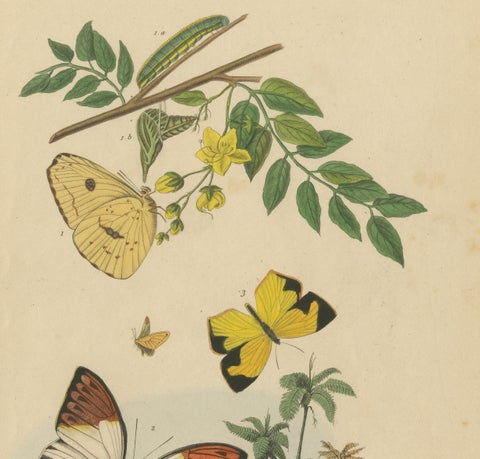 Pair of French Butterfly & Moth Engravings by Guérin & Duméril, 1835, close-up 2