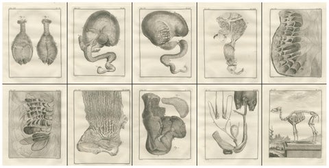 Complete Set of 10 Camel Anatomy Engravings, Buffon Scientific Plates 1769, view 4