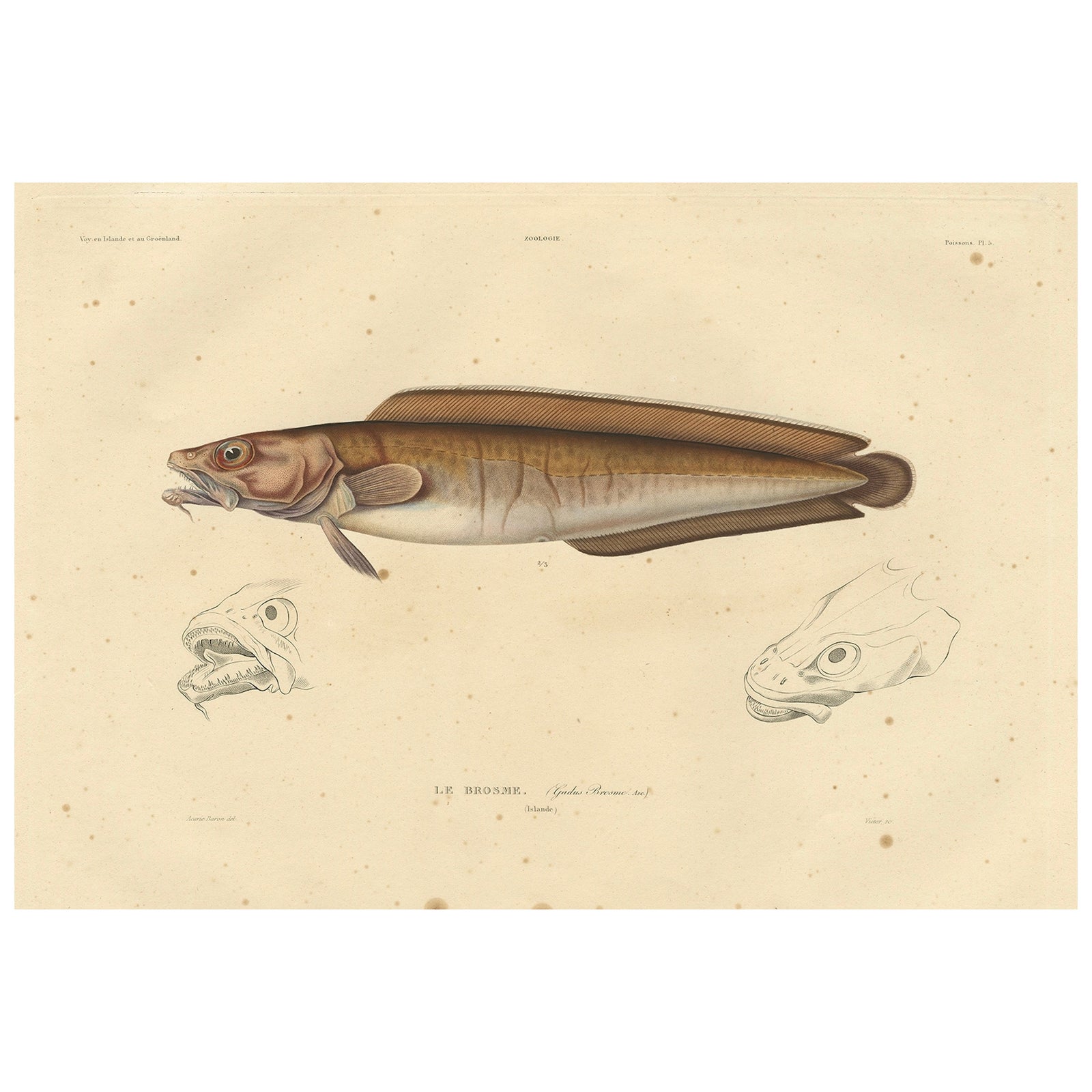 Antique Ichthyology Print, Cusk Fish (Le Brosme) from Gaimard Voyage, 1842