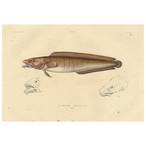 Antique Ichthyology Print, Cusk Fish (Le Brosme) from Gaimard Voyage, 1842