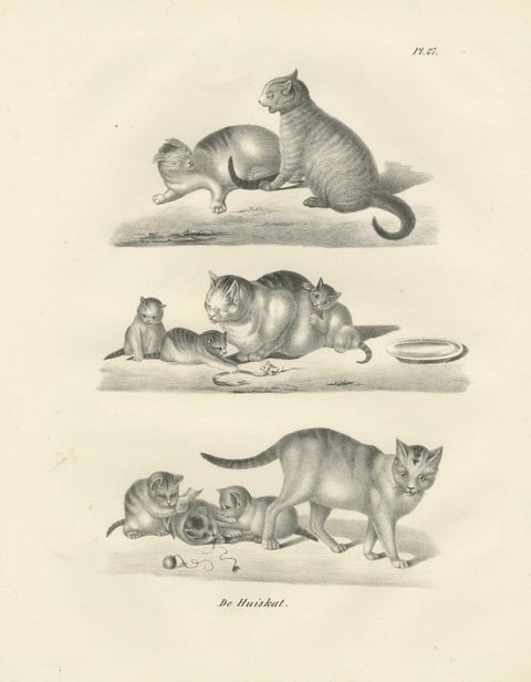 19th-Century Lithograph of Domestic Cats in Playful and Nurturing Scenes, close-up 6