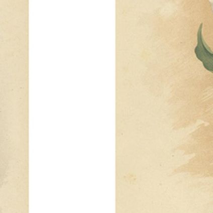 Charles Dickens & Obelisque Hyacinths, Set of Two Florilegium Prints c.1900, close-up 2