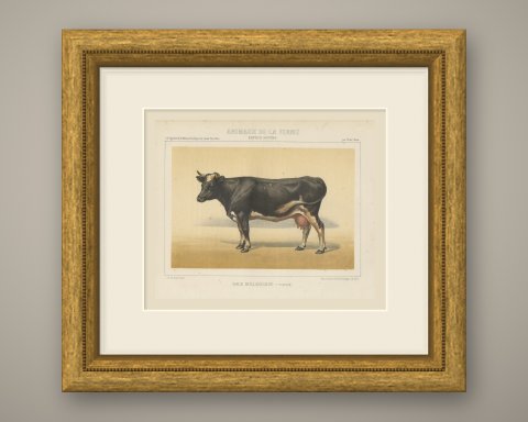Dutch Dairy Cow, Black and White Cattle Chromolithograph, 1863, shown framed