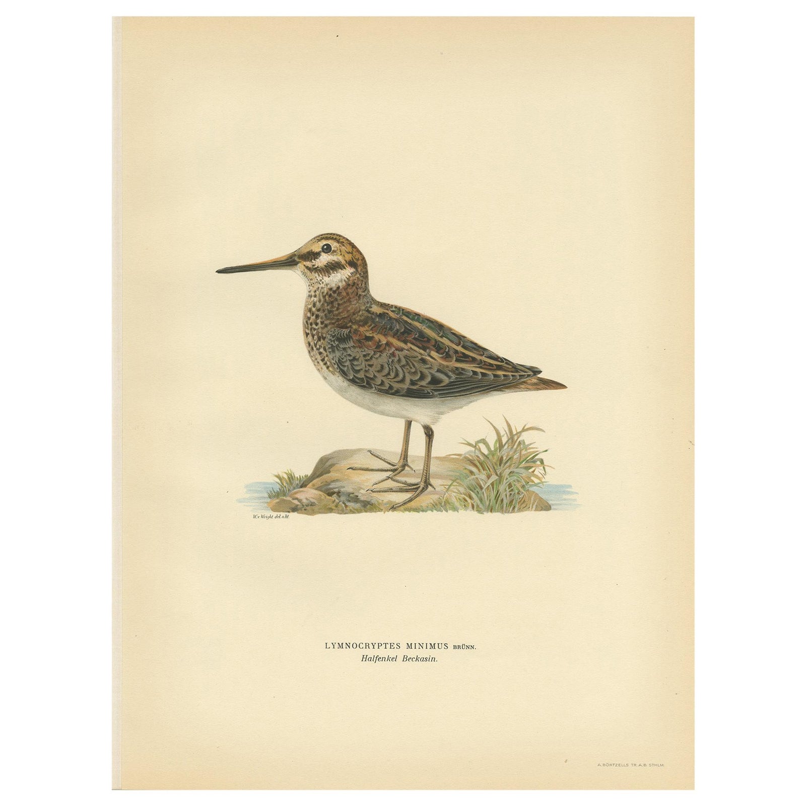 Antique Bird Print of the Jack Snipe by Von Wright, 1929