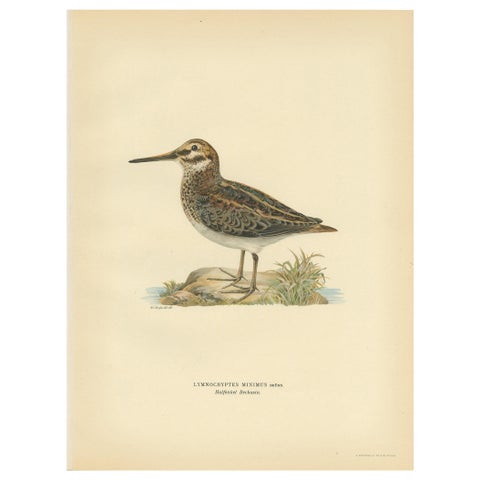 Antique Bird Print of the Jack Snipe by Von Wright, 1929