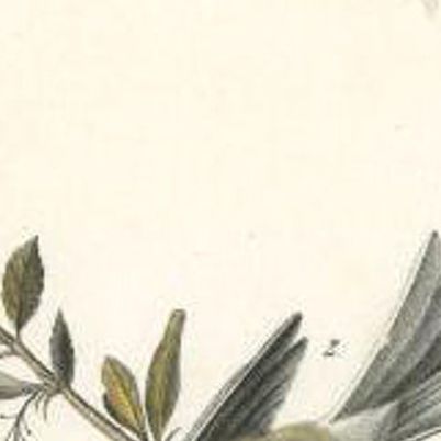 Antique Bird Print of the Canada Bunting by Audubon, c.1840, close-up 1