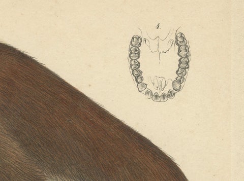Rare Vintage Print: Olive Colobus Monkey - Natural History Art, circa 1853, close-up 4
