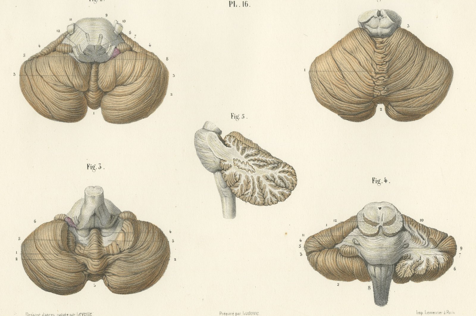 The Cerebellum, Antique Hirschfeld Anatomy Print, 1866