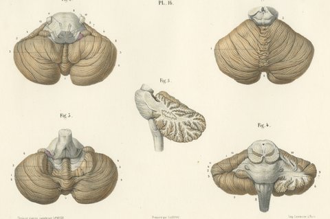 The Cerebellum, Antique Hirschfeld Anatomy Print, 1866