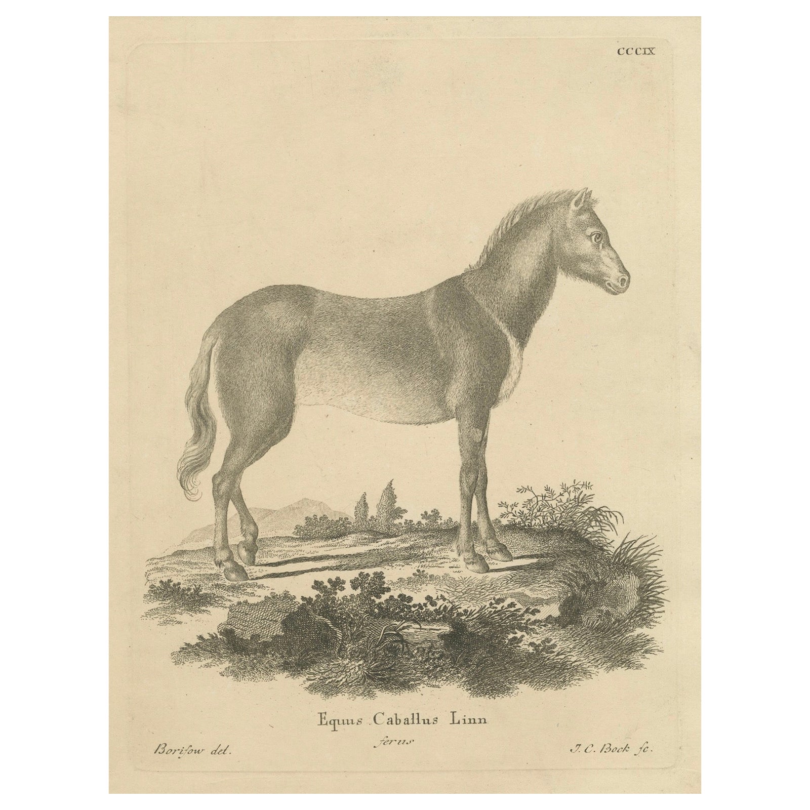 Antique Engraving of a Horse (Equus Caballus Linn.), drawn by Borifow, ca.1800