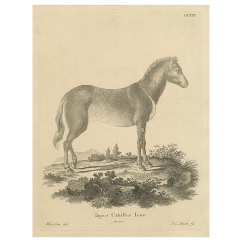 Antique Engraving of a Horse (Equus Caballus Linn.), drawn by Borifow, ca.1800