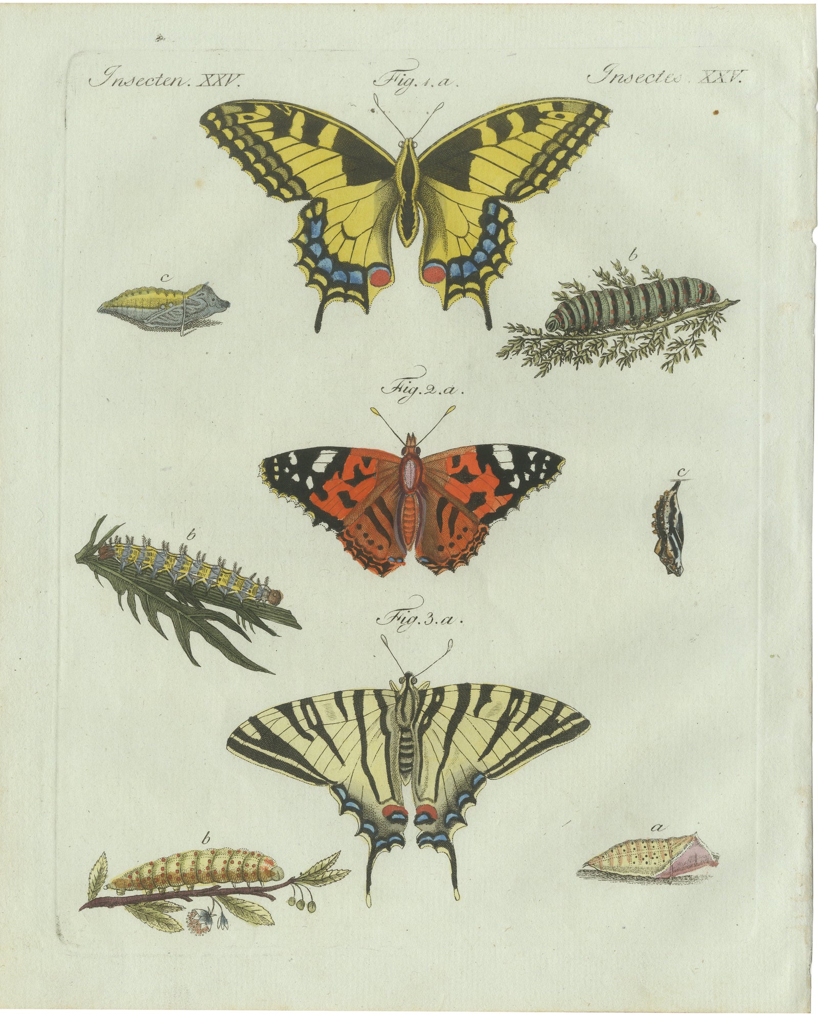 Original Antique Print of Swallowtail and Painted Lady Butterflies, c.1800