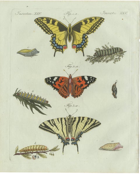 Original Antique Print of Swallowtail and Painted Lady Butterflies, c.1800