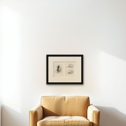Adult Sparrowhawk and Chicks Antique Bird Prints, Set of Two, circa 1908, shown framed on a wall