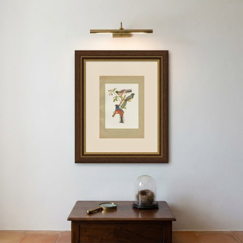 Trogons and Jays, Brazilian Bird Print, Descourtilz, 1944, shown framed on a wall