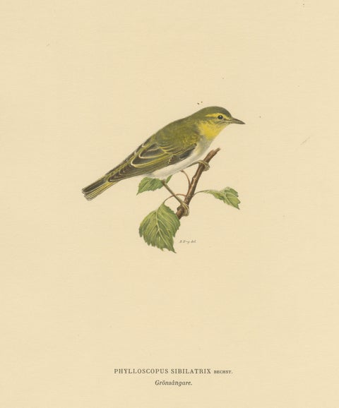 Melody in Green: Vintage Bird Print of The Wood Warbler by M. von Wright, 1927, view 3