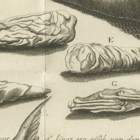 Embalmed Birds and Nile Fish, Egyptian Natural Curiosities, c.1776, close-up 6