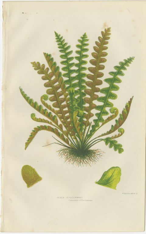 European Quillwort, Creeping Pillwort and Shoreweed, Botanical Triptych, 1873, view 3