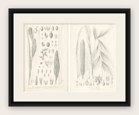 Set of 2 Botany Prints of Palm Species by Blume 'c.1840', shown framed