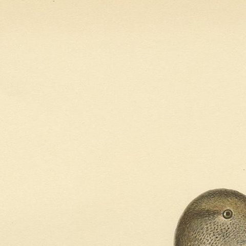 Antique Bird Print of the European Teal by Von Wright '1929', close-up 1