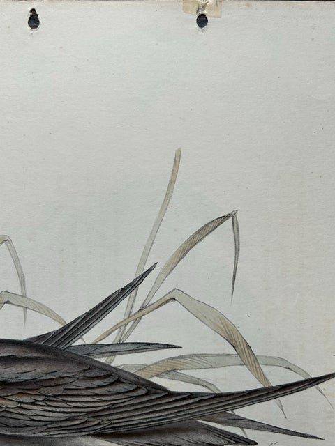 Black Tern, Antique Bird Lithograph by John Gould, c.1832, view 7