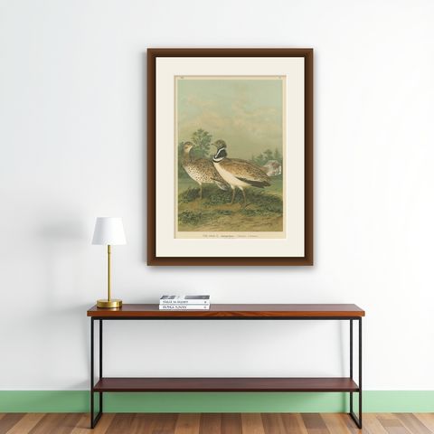Little Bustards in 19th Century Landscape, Antique Ornithology Bird Print, shown framed on a wall