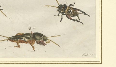 Antique Crickets & Mole Cricket Engraving, Bertuch, 1807, close-up 6