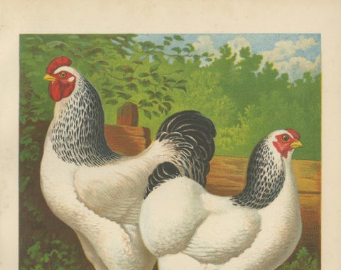 The Regal Light Brahma - A Rare 19th Century Poultry Lithograph, 1888, close-up 1