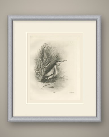 Pair of Little Bitterns in a Reed Bed, Plate CLIV after Lilian Medland, c. 1909, shown framed