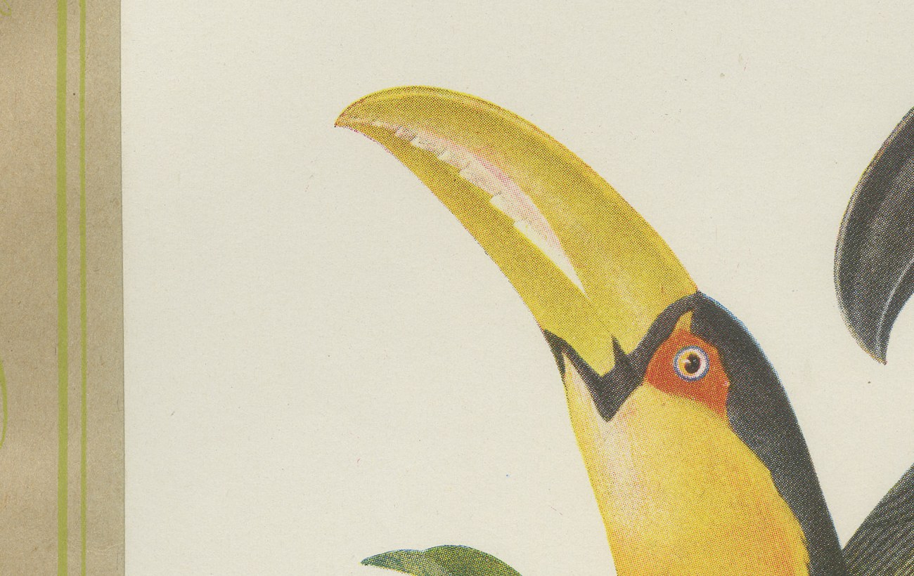 Toucans, Brazilian Bird Print, Descourtilz, 1944, view 3
