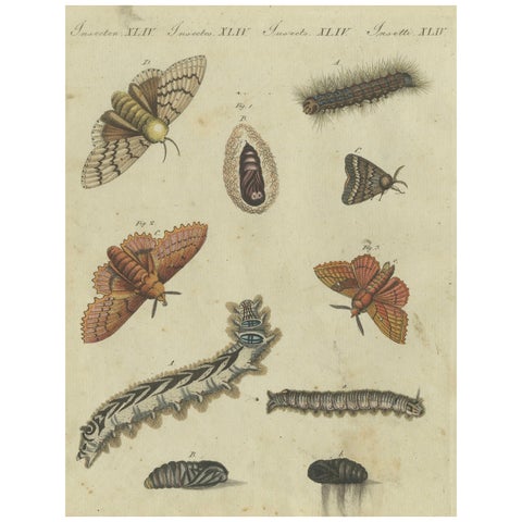 Life Cycle of Moths and Caterpillars: Stages of Transformation, Bertuch, 1805