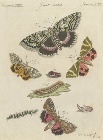 Underwing and Tiger Moths with Caterpillars, Antique Bertuch Print, circa 1805