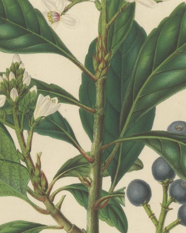 Raphiolepis Japonica, Flowers and Blue Berries Chromolithograph, 1859, close-up 1