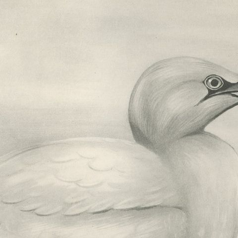 Gannet, Antique Bird Print after Lilian Medland, circa 1909, close-up 2