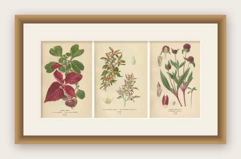 1897 Botanical Compilation, Bloodleaf, Joyweed, and Globe Amaranth, shown framed