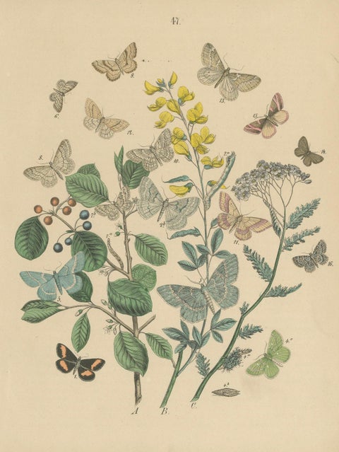 Victorian Moth Illustrations by William Forsell Kirby, 1882, close-up 5