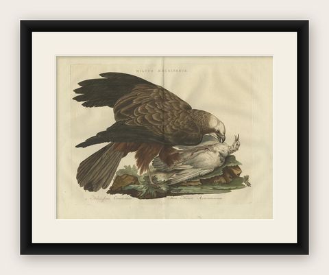 Antique Bird Print of the Western Marsh Harrier by Sepp & Nozeman, 1770, shown framed