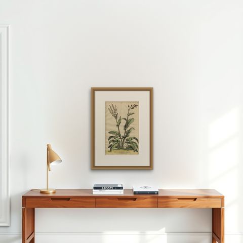 Botanical Illustration of Large Spanish Sorrel (Acetosa Hispanica Maxima), 1696, shown framed on a wall