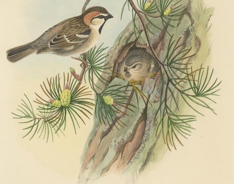 Antique Bird Print of the Saxaul Sparrow by Gould, circa 1850, view 4