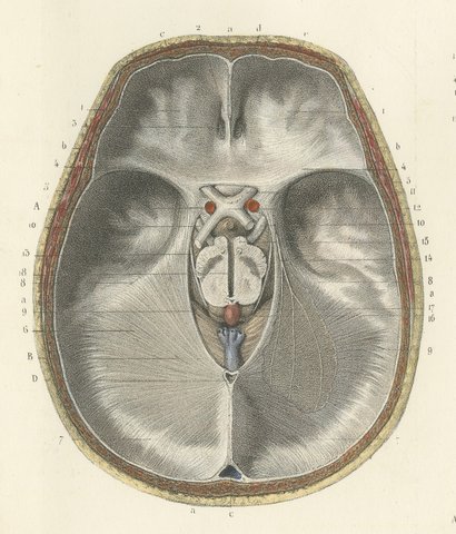 The Base of the Skull and Its Dural Folds, Hirschfeld Anatomy Print, 1866, view 3