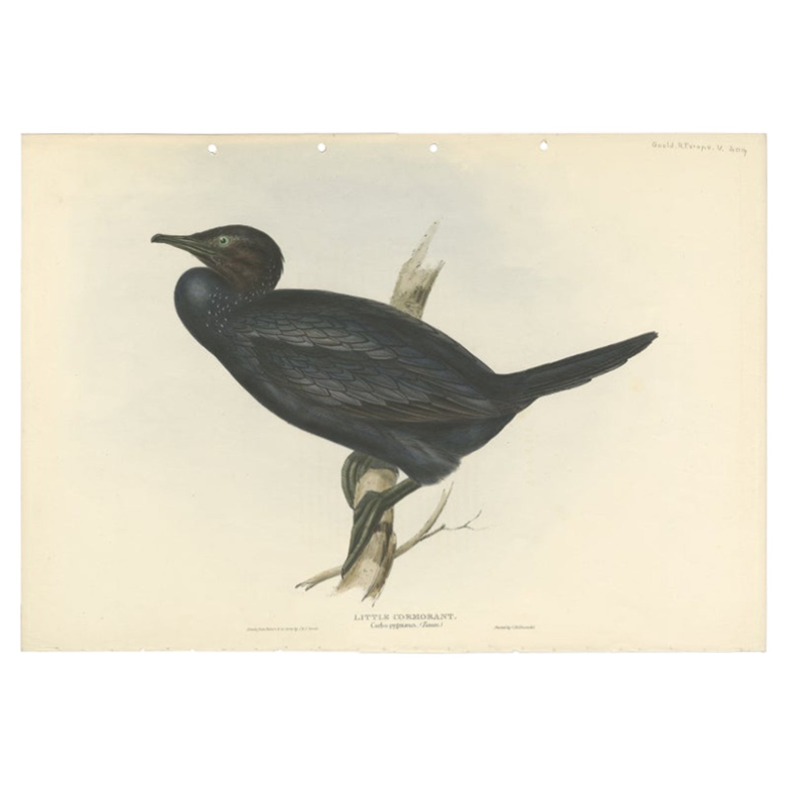 Little Cormorant, Antique Bird Lithograph by John Gould, c.1832