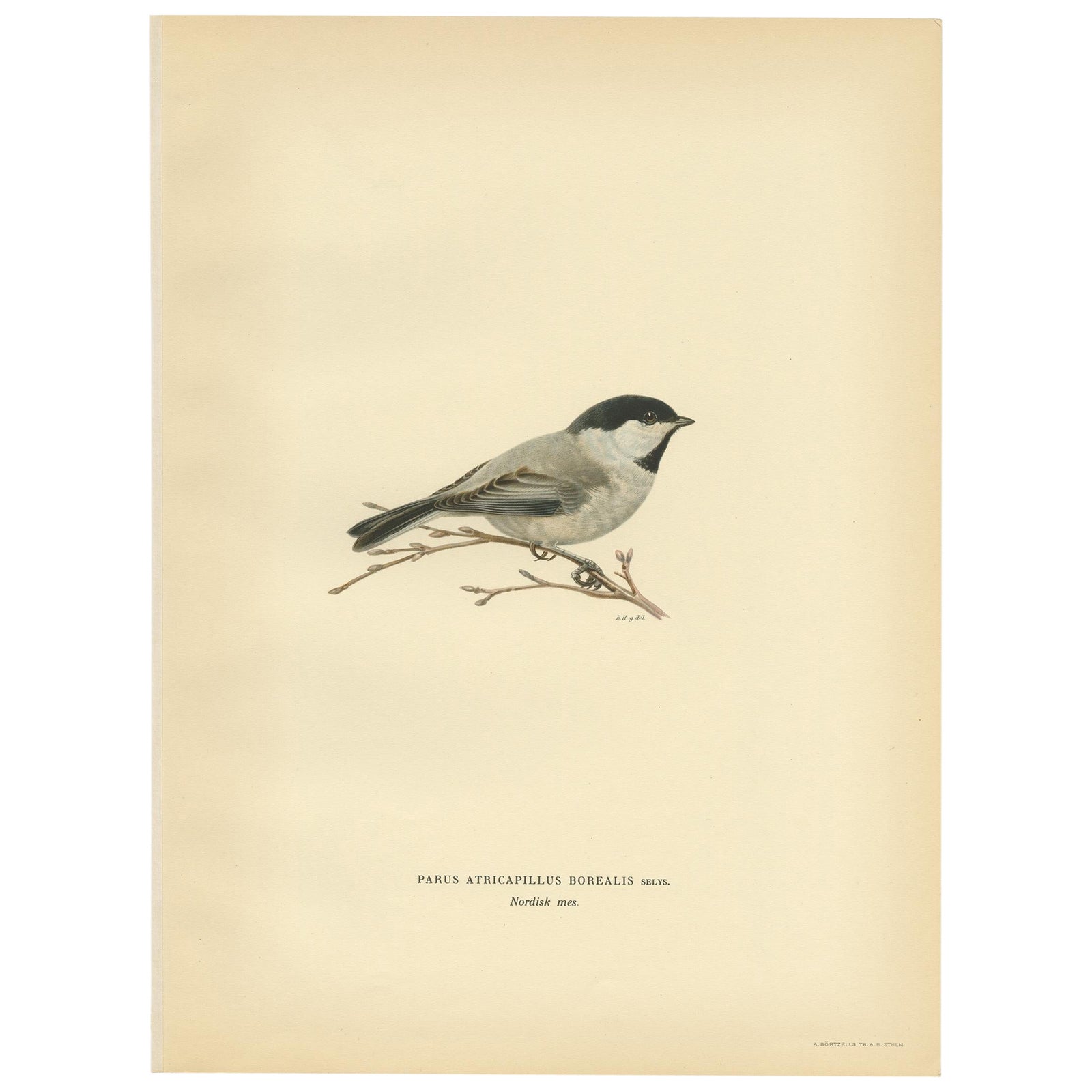 Decorative Original Antique Bird Print of The Willow Tit, 1927