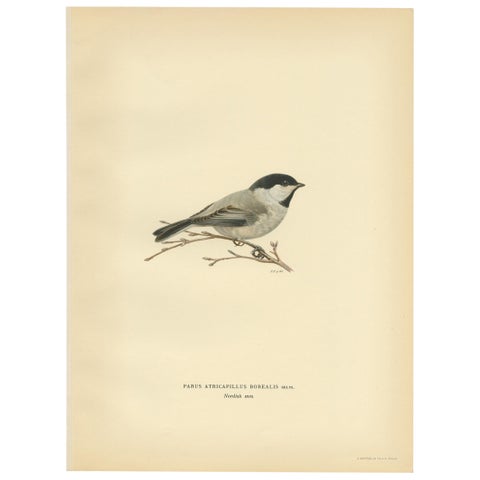 Decorative Original Antique Bird Print of The Willow Tit, 1927