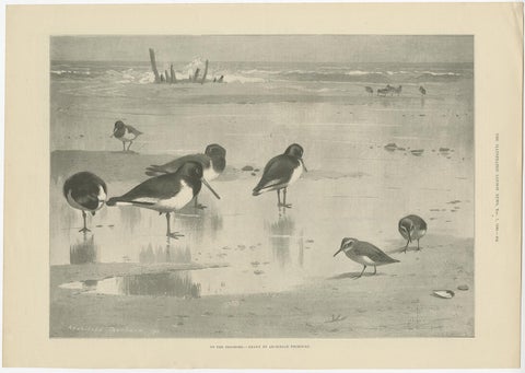 Original Old Print Showing Birds on the Seashore, 1896, view 2