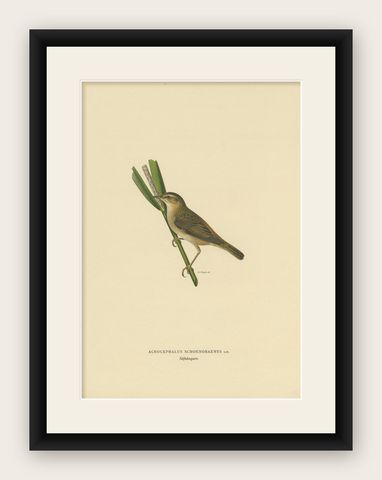Antique Bird Print of the Sedge Warbler by Von Wright '1927', shown framed
