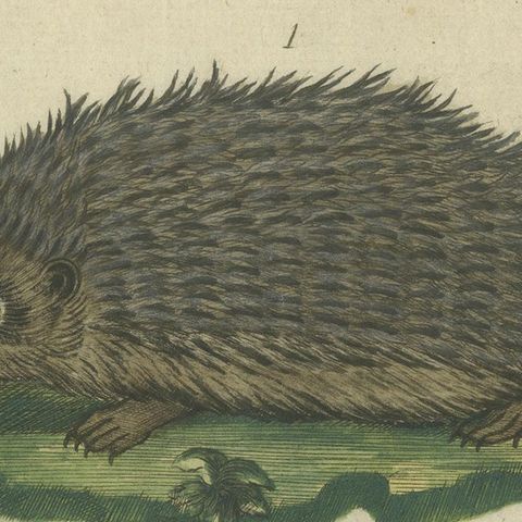 Hand Colored Antique Print of a Hedgehog, Guinea Pig and Two Mice, close-up 6
