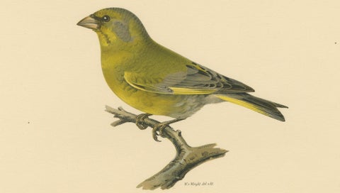 European Greenfinch Pair, Swedish Bird Lithograph, Male & Female, 1929, close-up 2