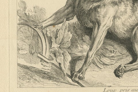 Trapped Wolf: A Detailed Etching - circa 1740, close-up 2