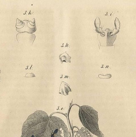 Antique Animal Print of Various Beetles by C. Hoffmann, 1847, close-up 1